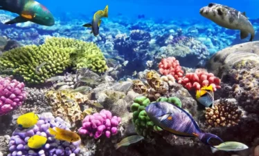 Red Sea