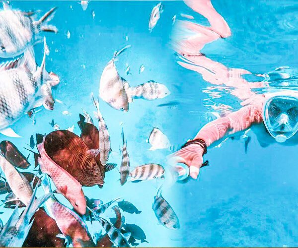 Hamata Island Snorkeling Trip