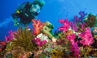 Snorkeling Trip at Port Ghalib from Marsa Alam