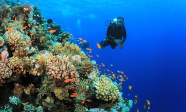 Tiran Island Snorkeling Trip