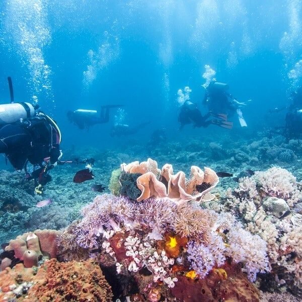 Tiran Island Snorkeling Trip