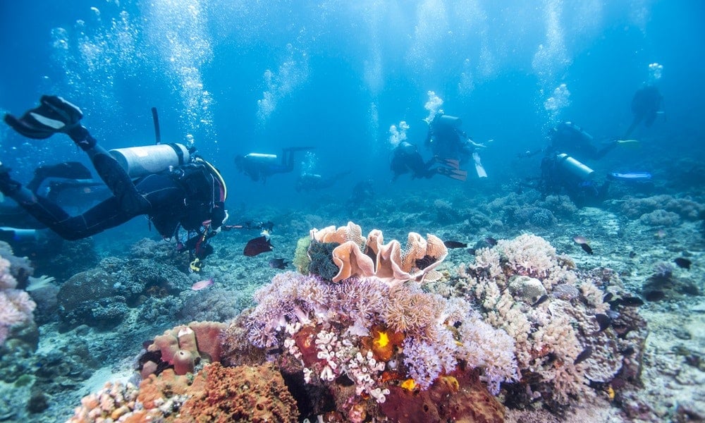 Tiran Island Snorkeling Trip