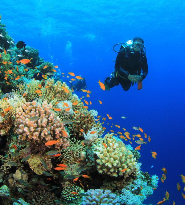 Tiran Island Snorkeling Trip
